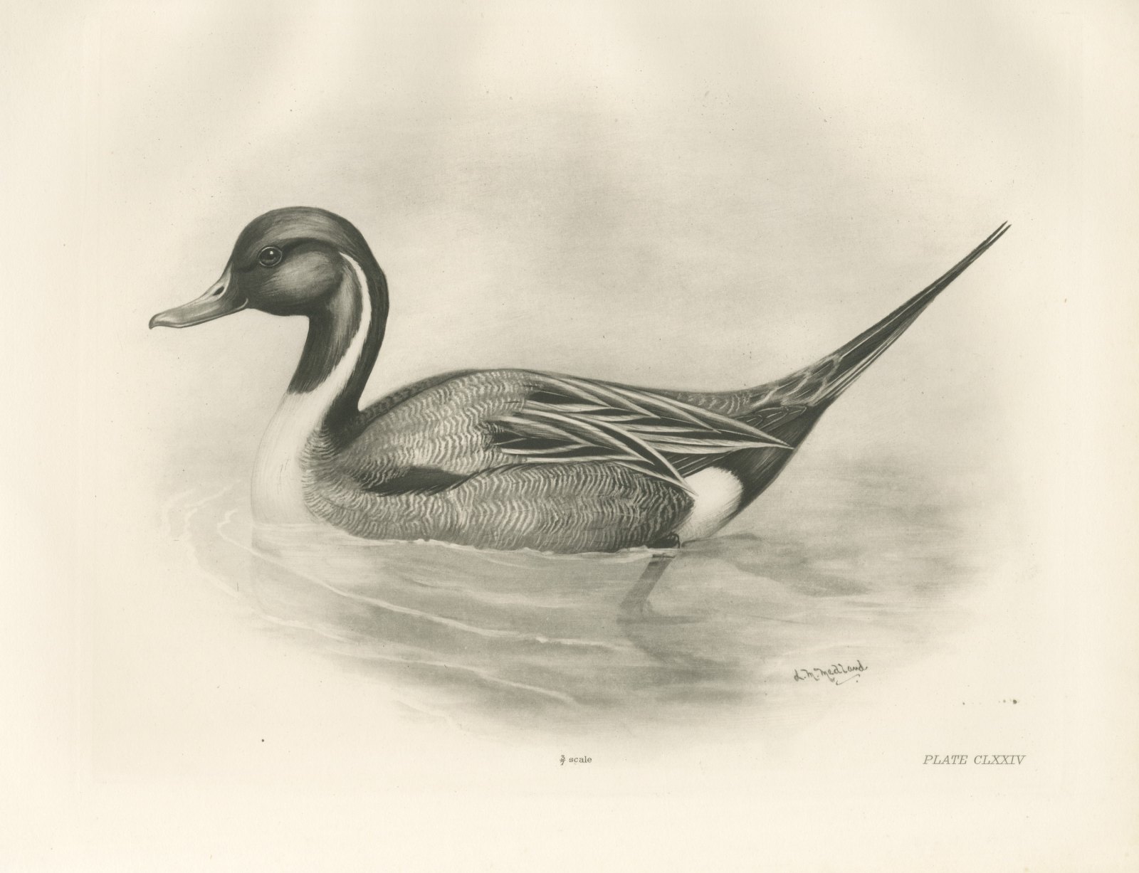 Pintail Drake Swimming, Plate CLXXIV after Lilian Medland, c. 1909