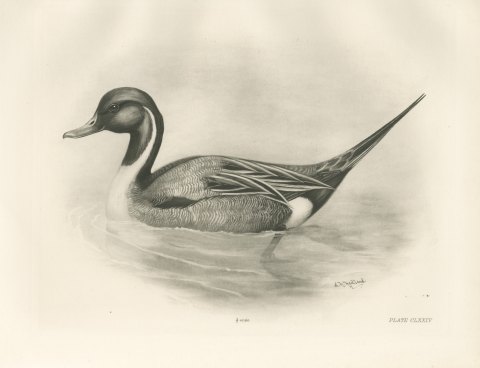 Pintail Drake Swimming, Plate CLXXIV after Lilian Medland, c. 1909