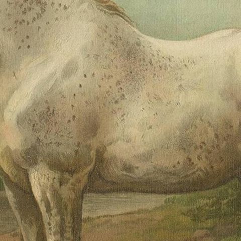 Antique Print of the Boulon Horse by O. Eerelman, 1898, close-up 2