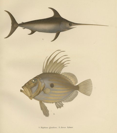 Swordfish and John Dory - Striking Scandinavian Fish Lithograph, 1895, close-up 5