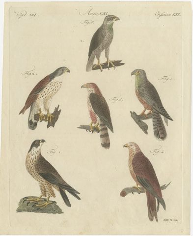 Falcons and Hawks including the Peregrine, Antique Bertuch Print, circa 1805