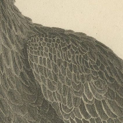 Antique Bird Print of the Golden Eagle by Kearsley, ca.1808, close-up 1