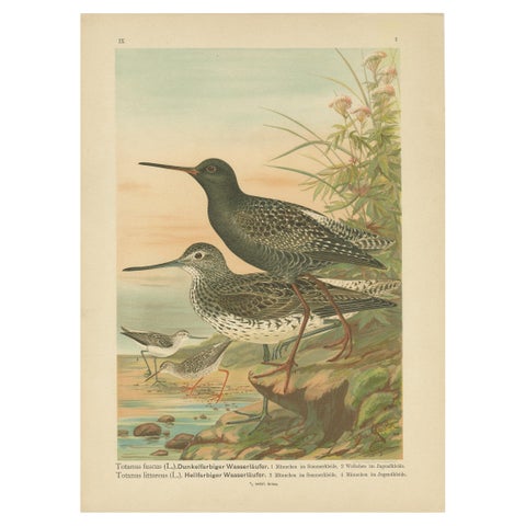Spotted Redshank and Greenshank, Antique Shorebird Lithograph c.1895