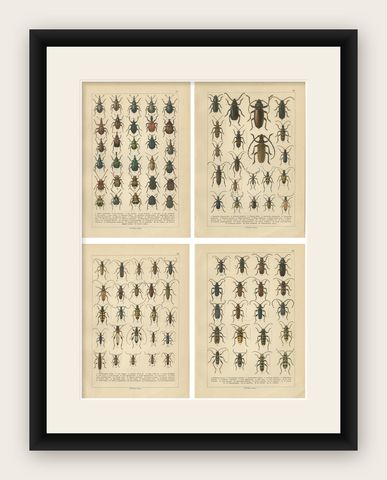Antique Longhorn Beetle Chromolithographs, European Cerambycidae, Calwer 1893, shown framed