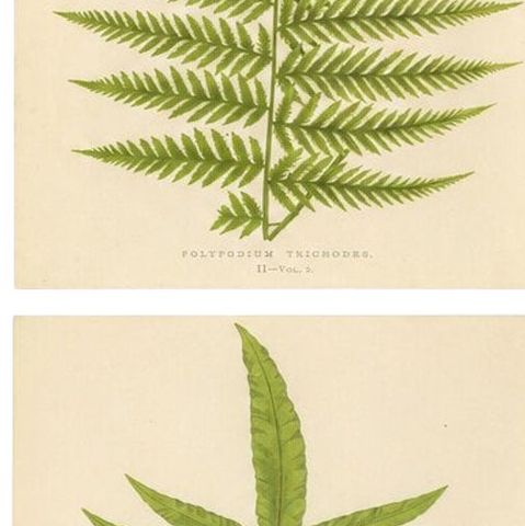Antique Botanical Fern Lithographs by E.J. Lowe, Set of 6, Published in 1856, close-up 2