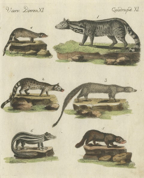 Old Hand-Colored Antique Print of a Civet and Skunks, Published in circa 1820, view 3