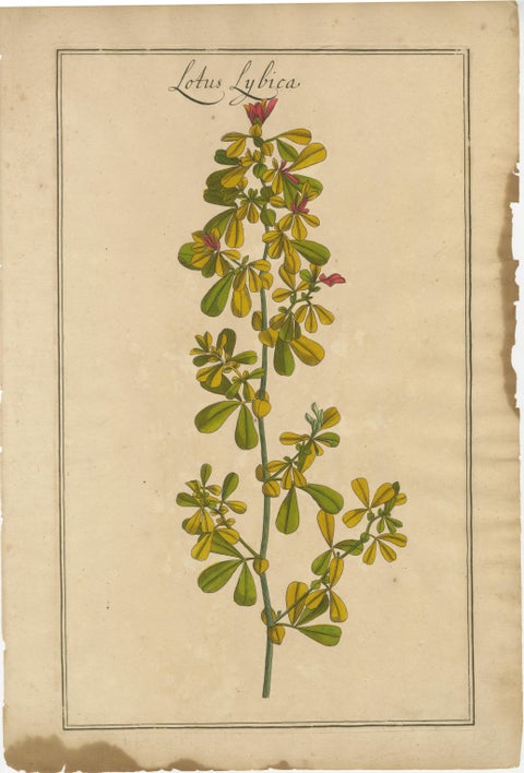 Set of 3 Rare Botanical Engravings, Cracca, Lotus & Foenugracum, ca.1690, view 3