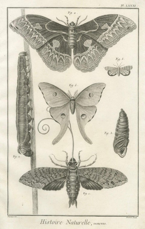 Set of Three Antique Engravings, Butterflies and Moths, 18th Century c.1770, close-up 2