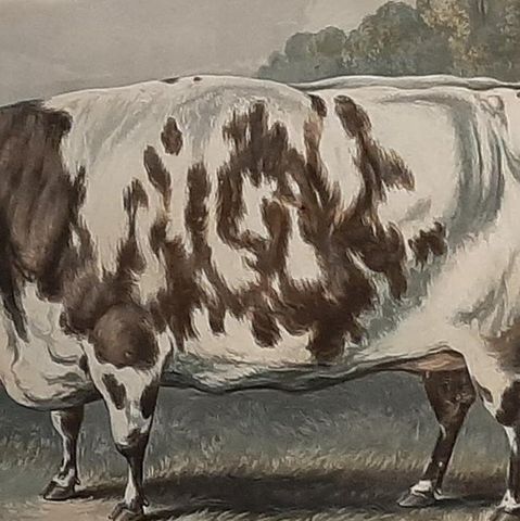 Antique Print of the Everingham Short Horned Prize Cow, 1843, close-up 2