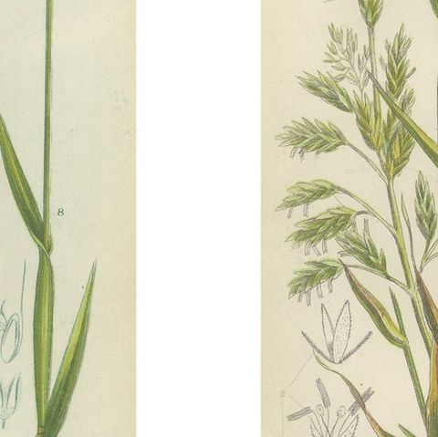 Victorian Botanical Engravings of Tunbridge Film Ferns, 1873, Pair, close-up 2