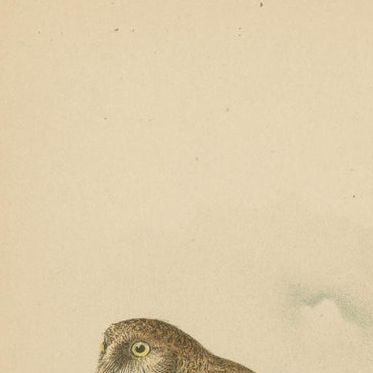 Set of 3 Antique Owl Prints: Dwarf Screech, Burrowing and Great Horned Owl, 1893, close-up 1