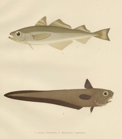 Esmark's Cod and Grenadier Fish - Rare and Striking Scandinavian Litho, 1895, close-up 5