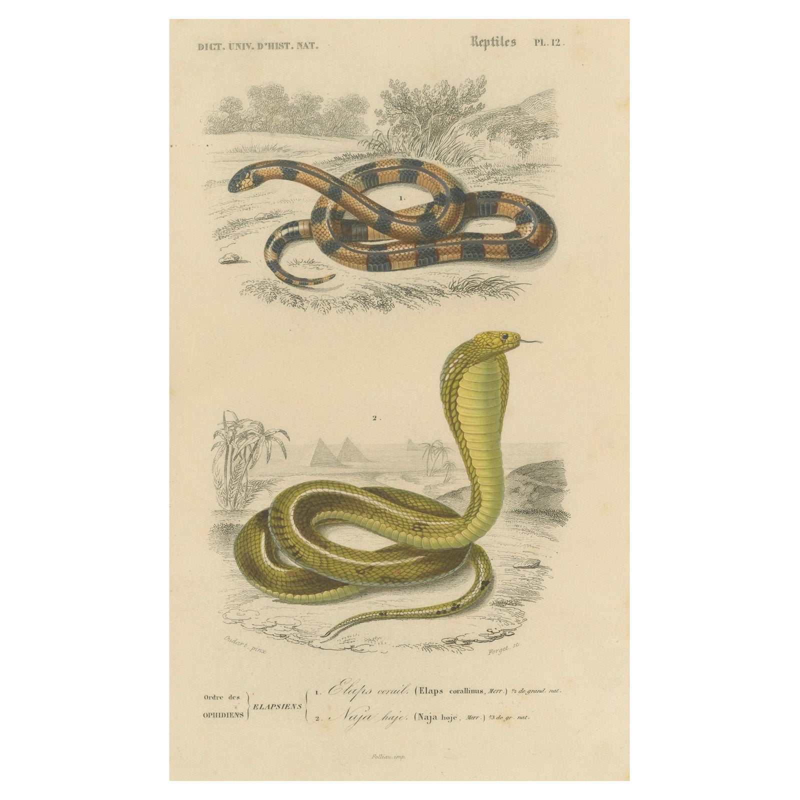 Snake Print of Coral Snake and Egyptian Cobra, c.1850, by Orbigny
