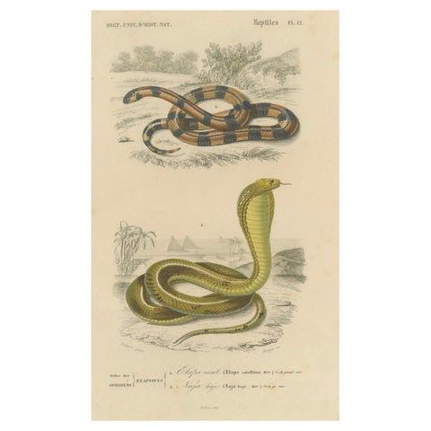 Snake Print of Coral Snake and Egyptian Cobra, c.1850, by Orbigny