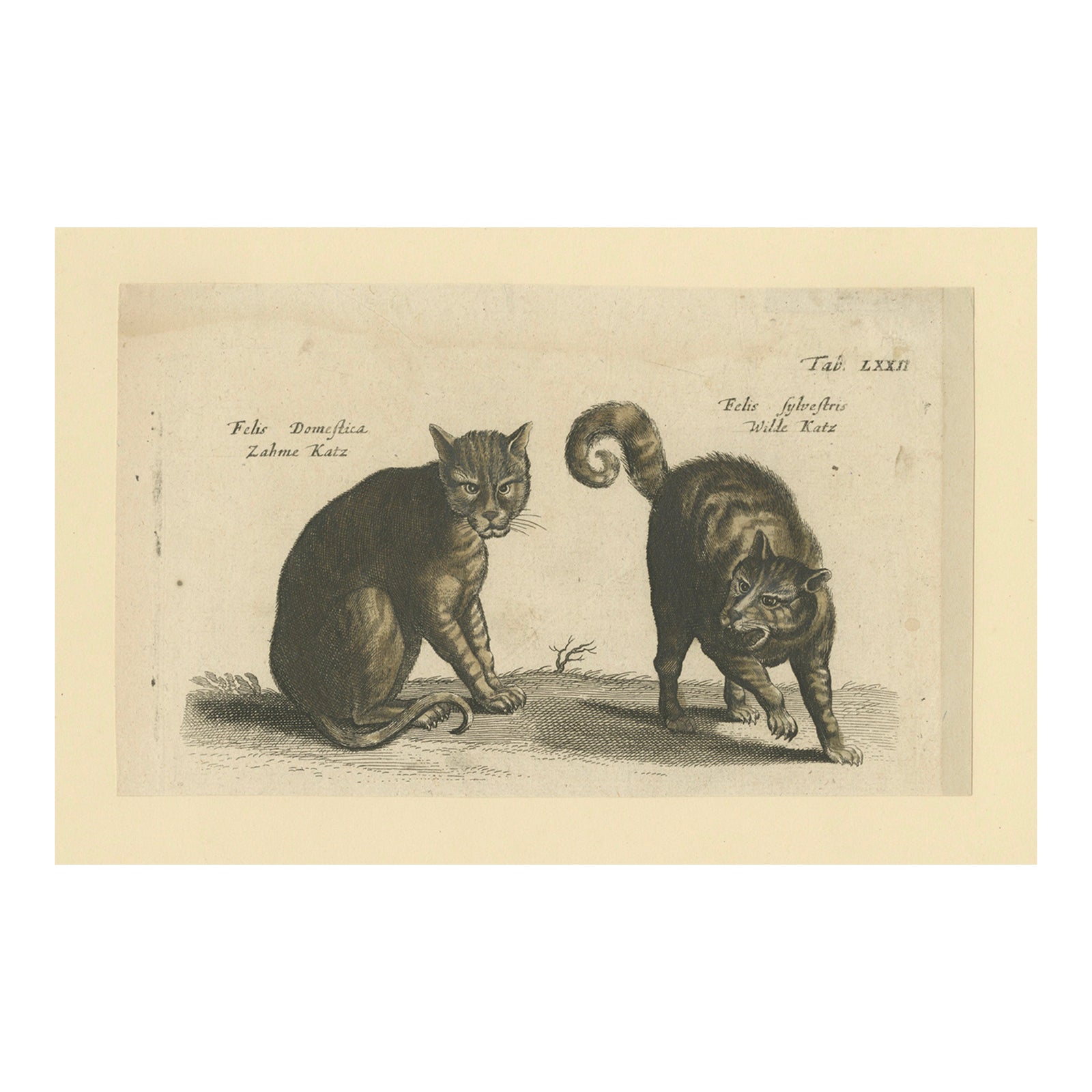 Wildcat and Domestic Cat, Original Antique 1660 Copper Engraving