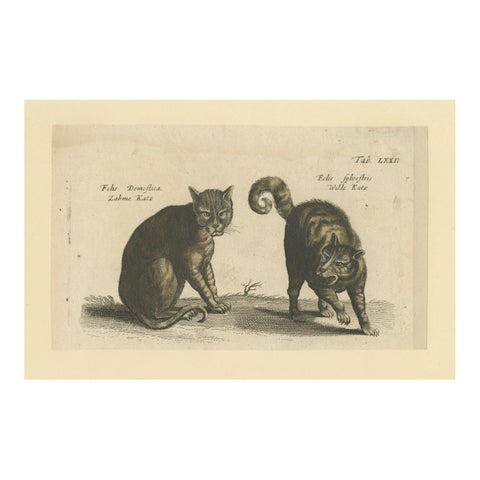 Wildcat and Domestic Cat, Original Antique 1660 Copper Engraving