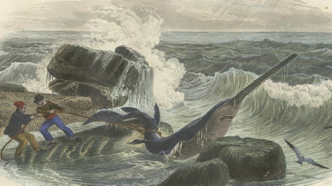 Le Squale Scie (Sawfish), Hand-Colored Engraving, 1840, close-up 2