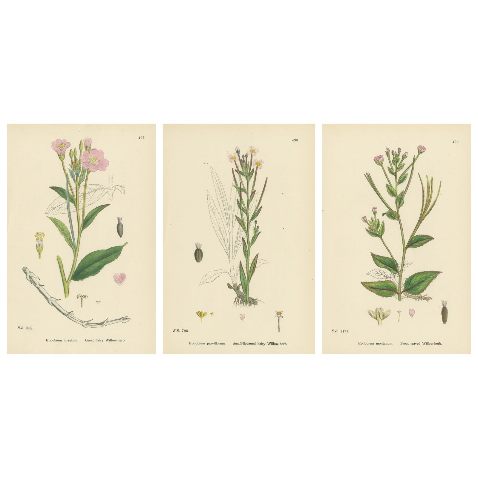 Hand-Colored Botanical Engravings of Hairy and Broad-Leaved Willow-Herbs, 1902