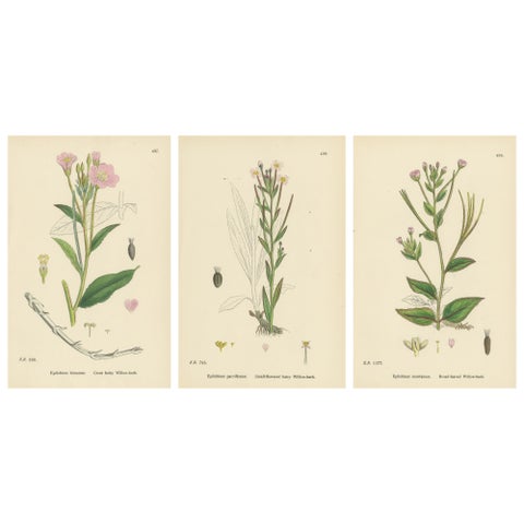 Hand-Colored Botanical Engravings of Hairy and Broad-Leaved Willow-Herbs, 1902