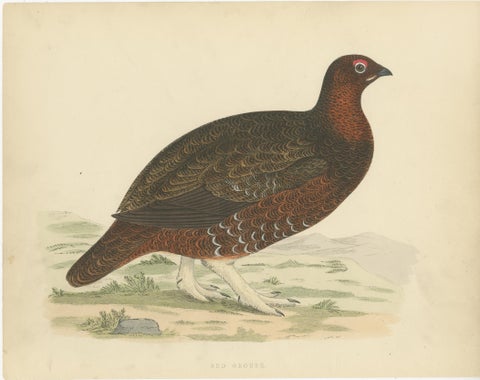 Set of 2 Antique Prints of a Black Grouse and Red Grouse, view 3