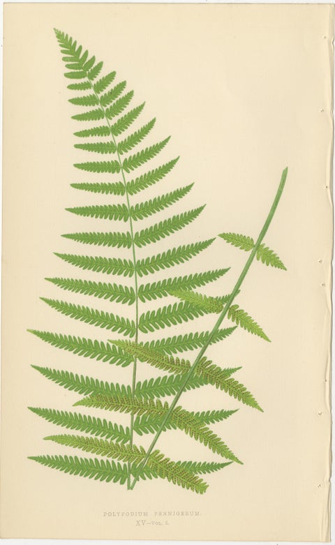Rare Victorian Tropical Fern Lithograph Collection by E.J. Lowe, 1856, view 4