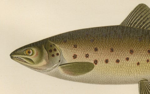 Scandinavian Brown Trout Forms: Exquisite Hand-Colored Lithograph, 1895, close-up 3