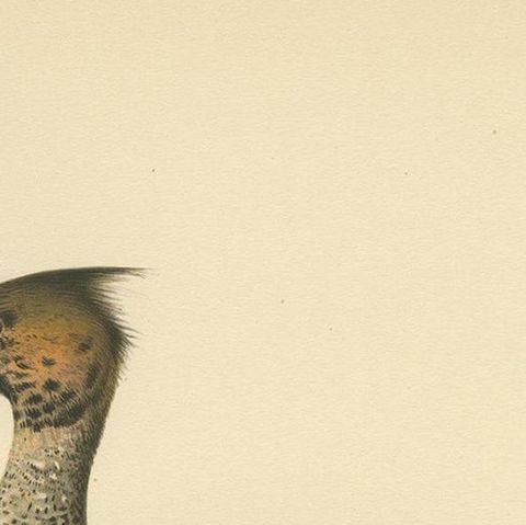 Antique Bird Print of a Young Red-Breasted Merganser by Von Wright '1929', close-up 1
