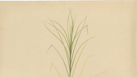 Antique Sugarcane Botanical Chromolithograph, Teboe Glagah, Java 1892, close-up 4