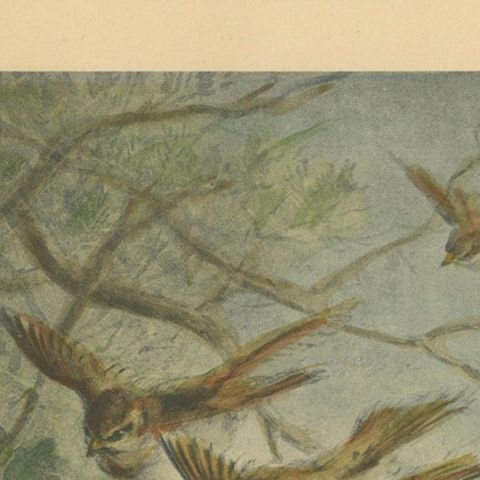 Autumn Flight - Giacomelli’s Sparrows in Falling Leaves, Circa 1891, close-up 5