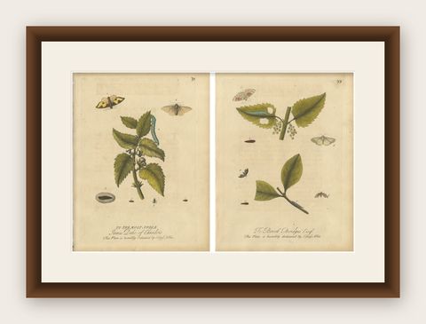 Antique Entomology Prints, English Insects on Hazel & Elm, Albin 1720, shown framed