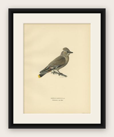 Antique Bird Print of the Bohemian Waxwing by Von Wright, 1927, shown framed