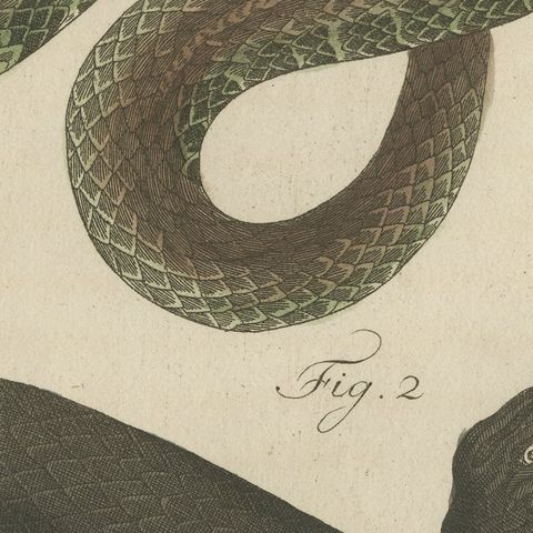 Two Snakes with Open Jaws, Antique Bertuch Print, Vienna, circa 1805, close-up 4