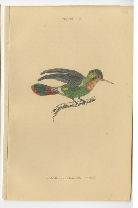 Set of 8 Antique Bird Prints, Violet-Tufted Hummingbird, by Jardine '1837', view 5