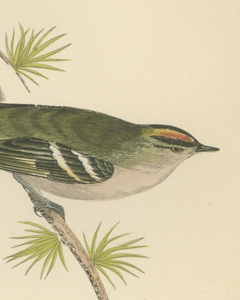 Goldcrest on a Conifer Twig, Hand Colored Bird Print, Morris, 1896, close-up 1