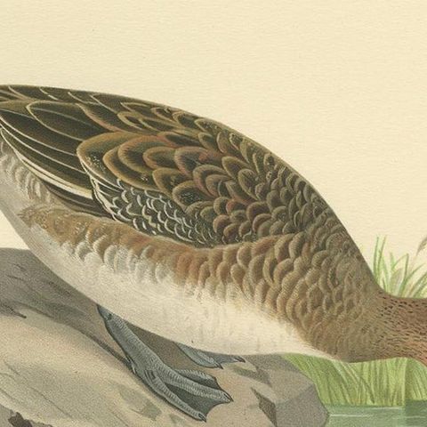 Antique Bird Print of a Female Eurasian Wigeon, '1929', close-up 2