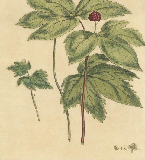 Antique Botany Print of Hydrastis Canadensis, '1759', view 4
