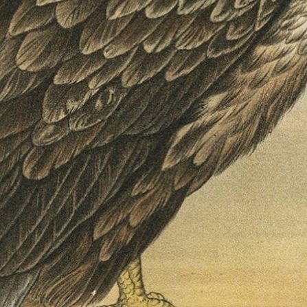 Bird Print of the White-Tailed or Grey or Eurasian Sea Eagle, 1894, close-up 4