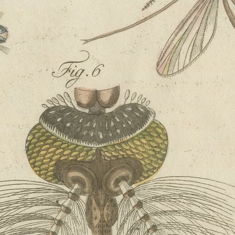 Gnat with Magnified Feathered Head, Antique Bertuch Print, circa 1805, close-up 5