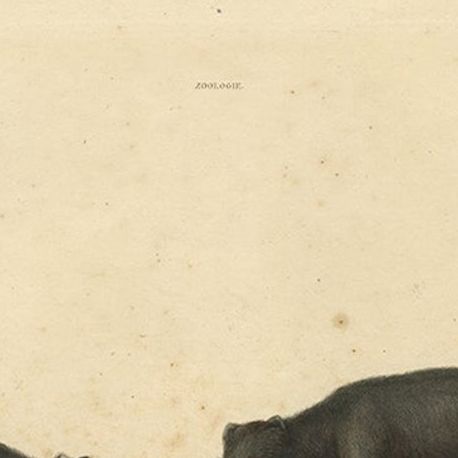 Rare Hand-Colored Engraving of An Artic Fox in Summer Coat, 1842, close-up 4