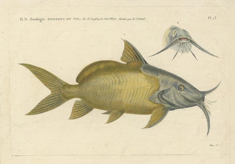 Antique Fish Print of the Synodontis Membranacea and Pimelodus Clarias, 1809, view 3