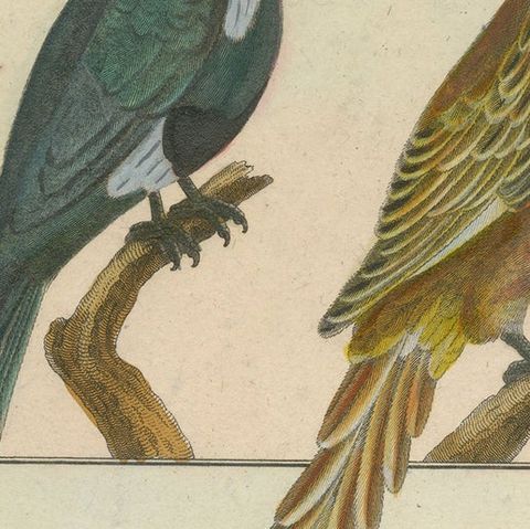Beautiful, Hand-Colored, Rare Copper Engraving of Four Parrots '1792', close-up 1