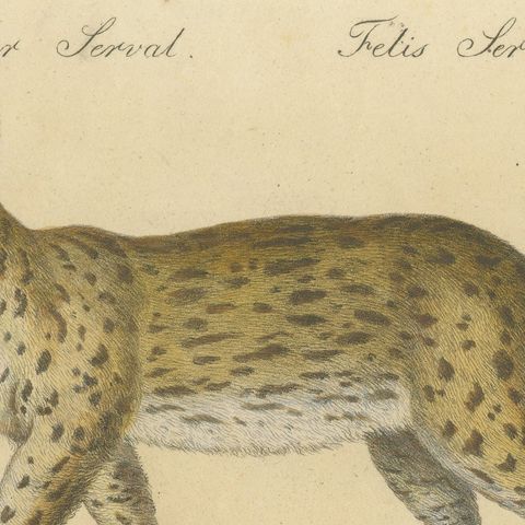 Serval and Eurasian Lynx Natural History Lithograph, Brodtmann, 1816, close-up 6