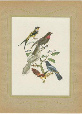 Swallow-Tailed Cotinga and Fruitcrow, Brazilian Bird Print, Descourtilz, 1944, view 2