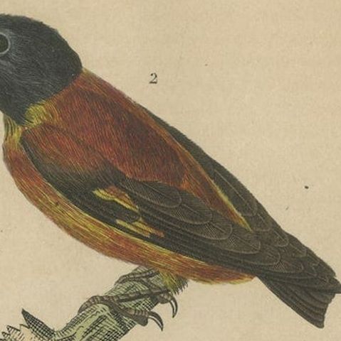 Antique Bird Print Showing A Sultan Tit, a Cuban Finch and a Magpie Mannikin, close-up 2
