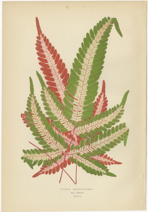 Set of 6 Botany Prints, Caladium Verschaffelt, Cordyline Indivisa, 1891, view 3