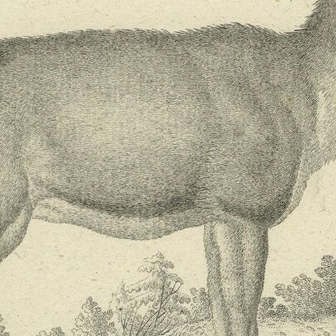 Antique Engraving of a Red Deer Hind (Cervus elaphus Linn., Femina), c.1800, close-up 6