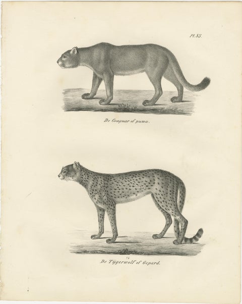 19th-Century Lithograph of the Puma and Cheetah in Graceful Stances, view 2