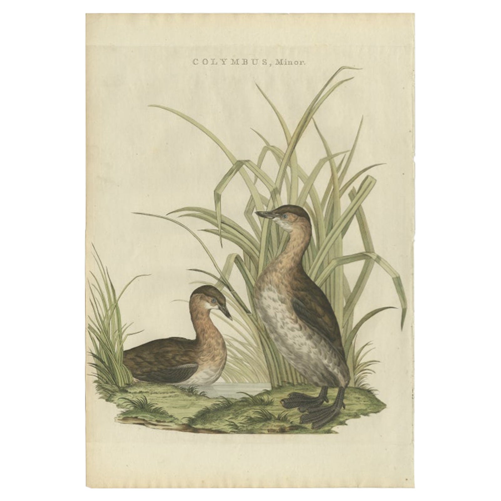 Antique Bird Print of the Little Grebe by Sepp & Nozeman, 1797