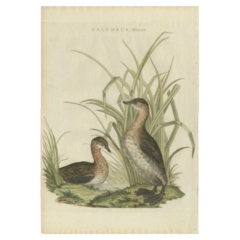 Antique Bird Print of the Little Grebe by Sepp & Nozeman, 1797