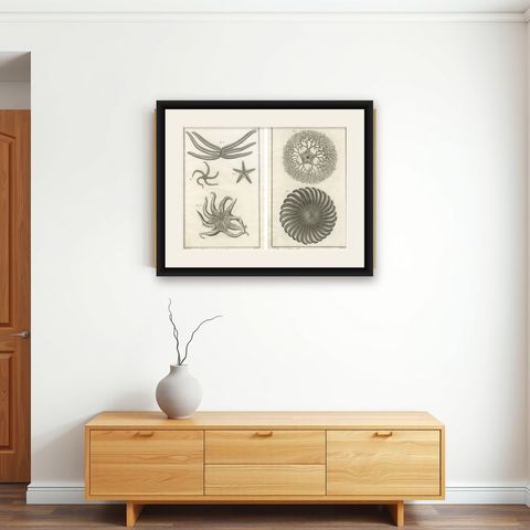 Decorative Antique Marine Prints, Pair of Starfish & Echinoderms, c.1770, shown framed on a wall
